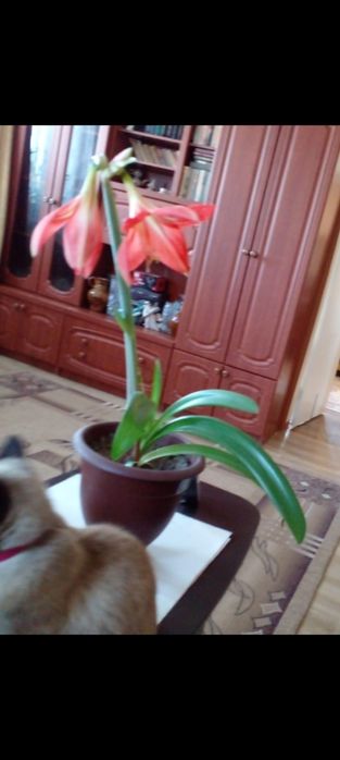 Продам комнатные цветы