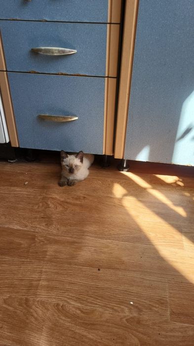 Отдам в добрые руки