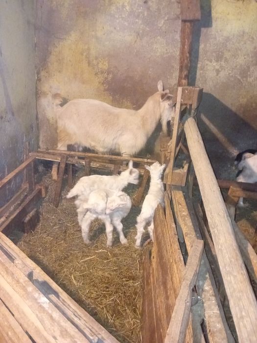 Vând trei capre cu iezi