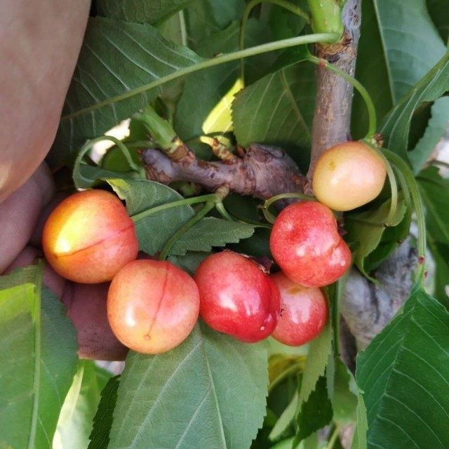 Gilos ( olcha) ko'chatlari