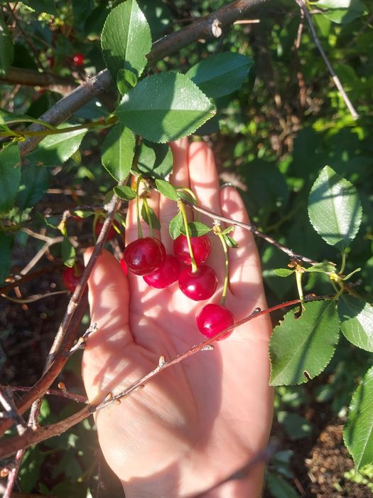 Продам вишню крупную