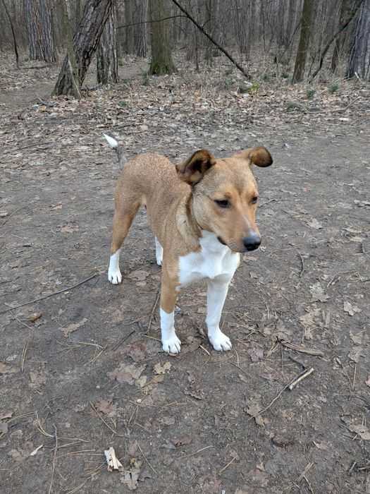 Търси осиновители