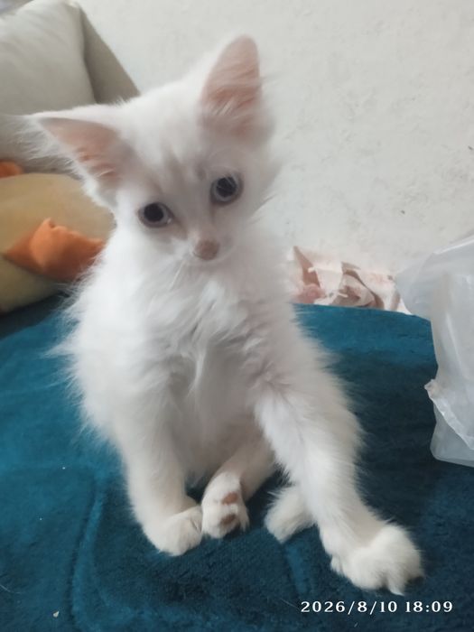 Кошечка ищет хозяина/хозяйку :)