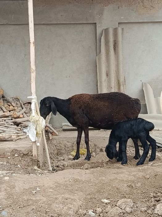 Ona bola qoʻy sotiladi