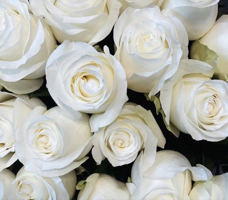 Розы по 600 тг город Атырау