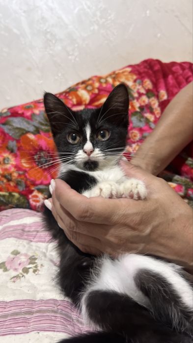 Котёнок  полупородистая