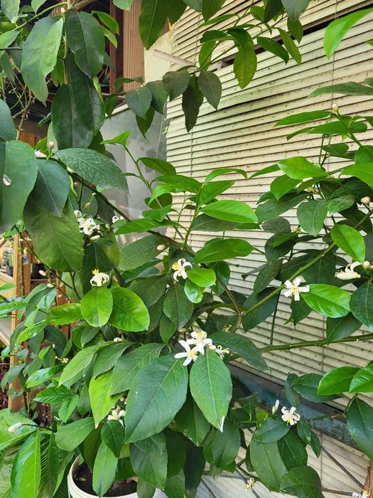 Продам лимонное дерево