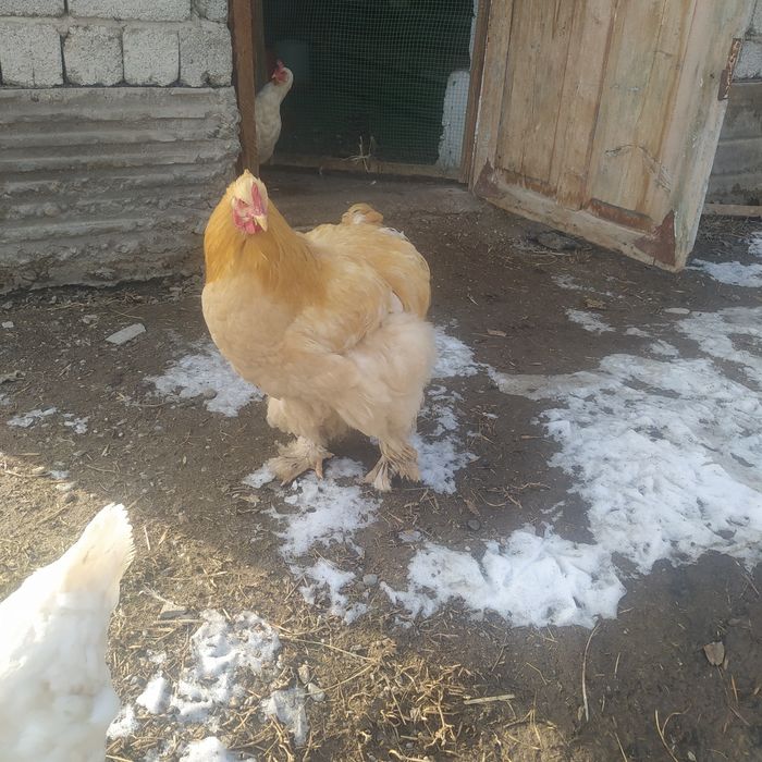 Брама товуклар сотилади