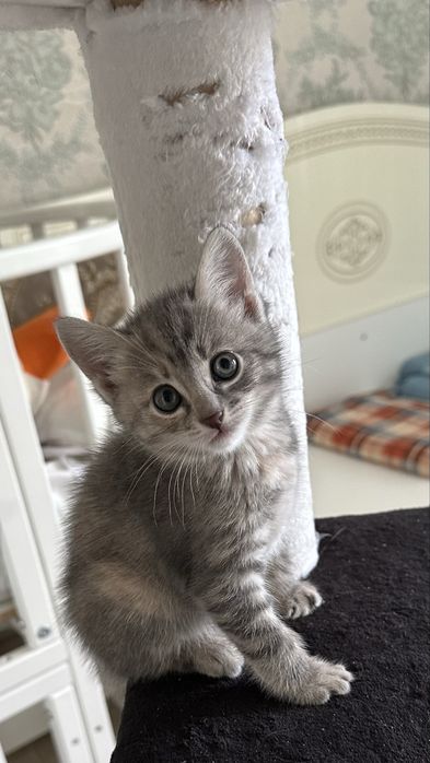 Котенки бесплатно