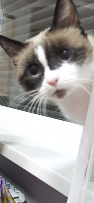 Шикарный молодой кот