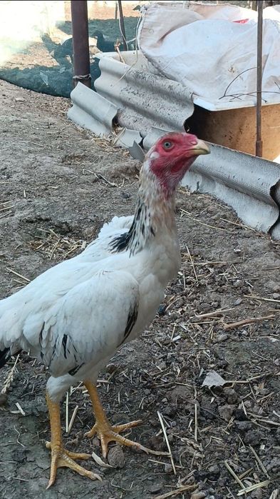 Dakan tovuq sotiladi