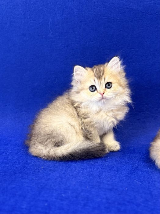 Британская Длинношерстная