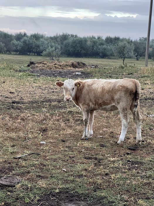 Бұзау сатылады ұрғашы, 6 ай шамамен
