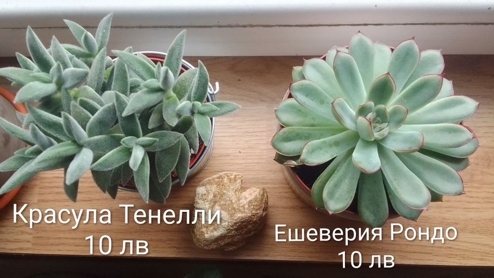 Замиокулкас/Ешеверия/Красула/Седум Сиеболди/Сансевиера/Лудизия/Амарили