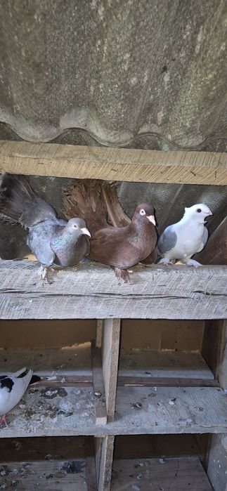 Porumbei (satieti zburatori de szeghedin  rolleri voiajori galateni pave  turturele fazani gainiperuși papagali)