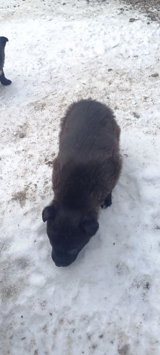 Щенята звоночки даром