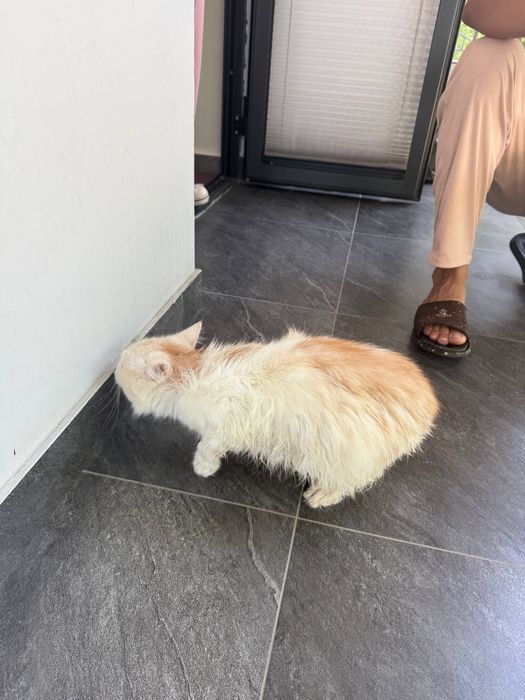 Mushuk Mycon paroda