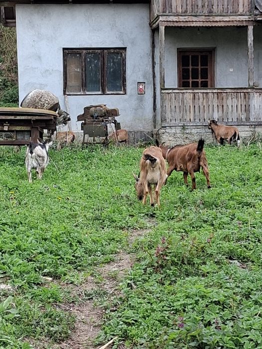 Vând sau schimb cu vițea capre pitici cu iezi după ele și oi camerun
