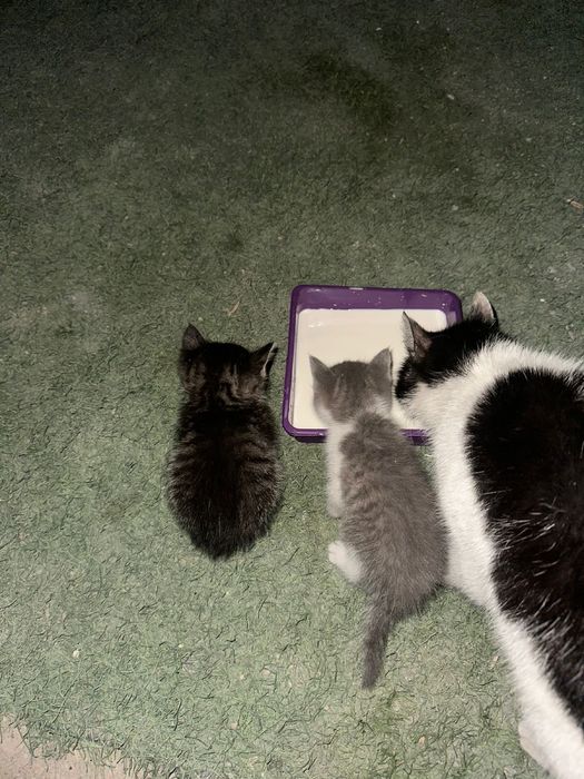 Котята в добрые руки!