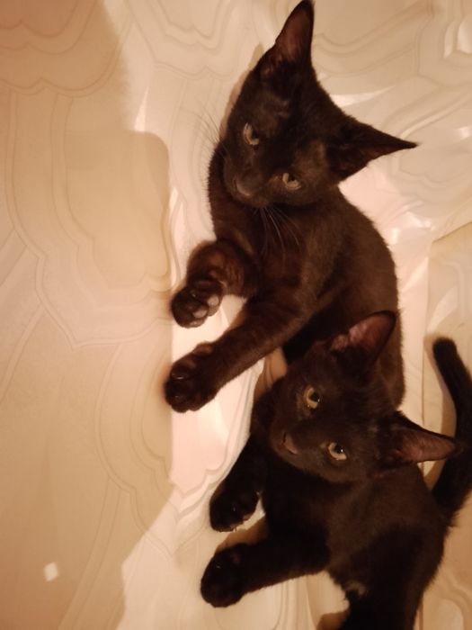 Отдам котят в добрые руки