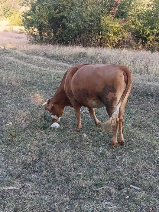 Vaca de casa bălțată românească