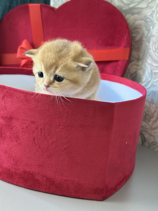 Продаются котята. Золотистые шиншиллы