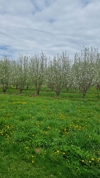 Яблоневый сад...