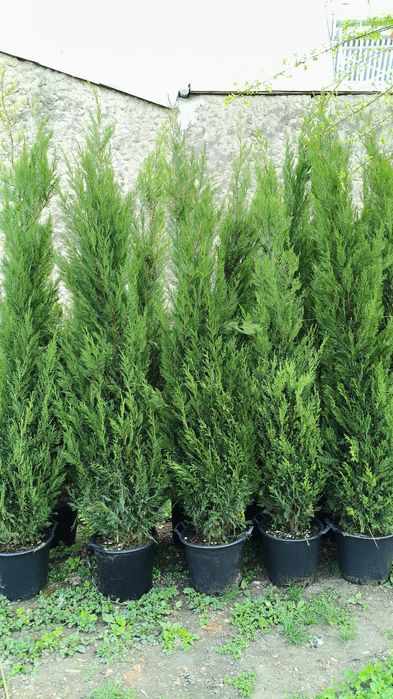 Leylandii, Arizonica, Goldcrest gard viu plante la ghiveci