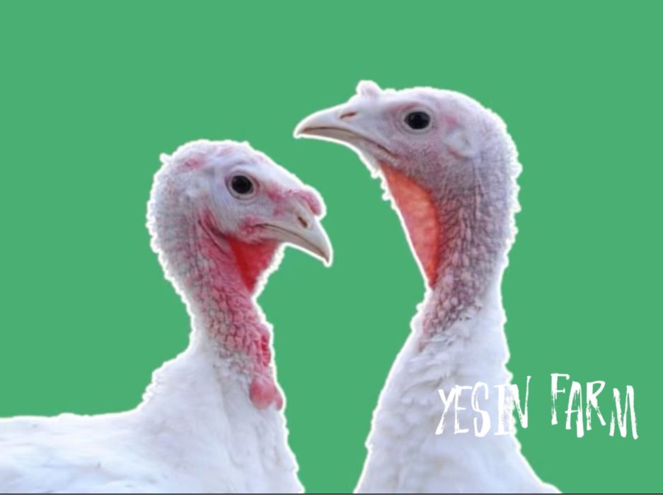 Белый широкогрудый инкубационные яйца индюков — мощная птица