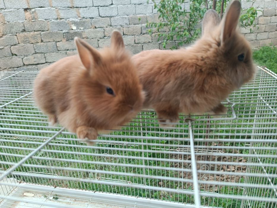 Karlik dekarativniy quyon bollari