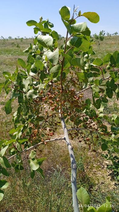 Handon pista koʻchatlari sotiladi