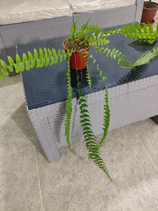 Папоротник нефролепис