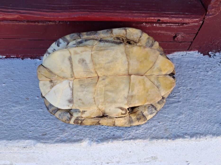 Testoasa broasca carapace