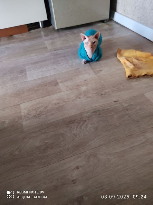 Продаётся канадский сфинкс