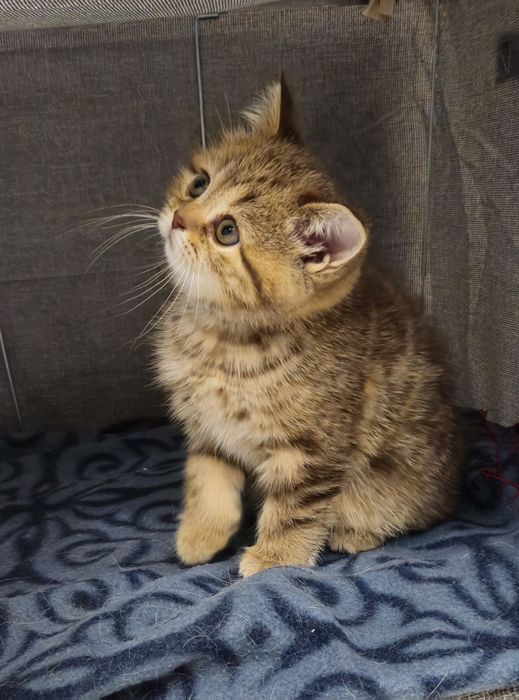 Котёнок Шотландский девочка