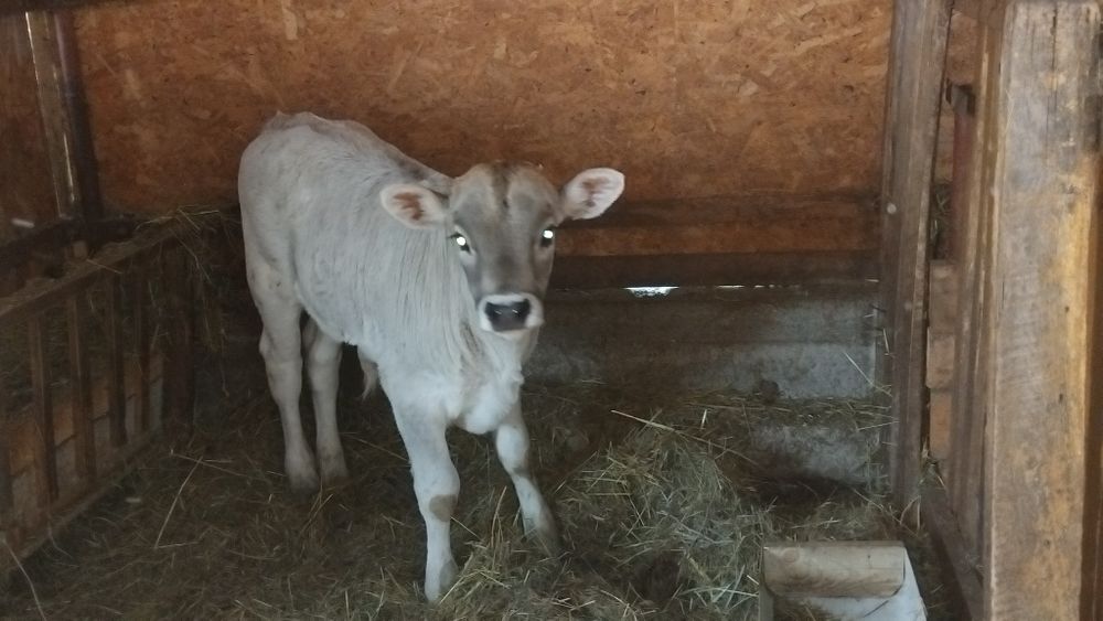 Vând vaca cu vitel tauras