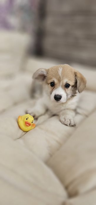 Профессиональная передержка