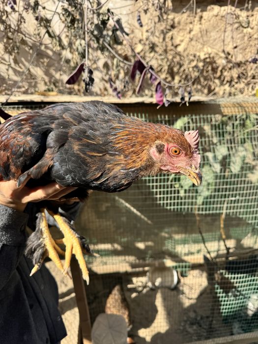 Брама хурозлар - хашаки товуклари сотилади