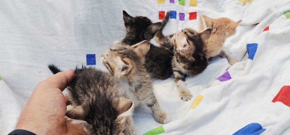 Отдам котят в добрые руки