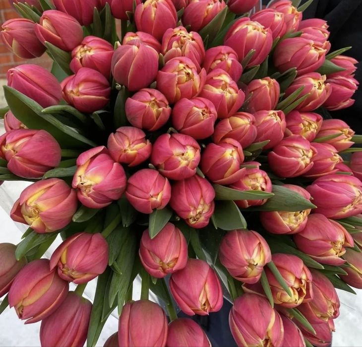 Оптовые Тюльпаны к праздникам Актобе