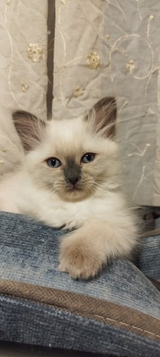 Котенца Регдол търсят своите любящи стопани.