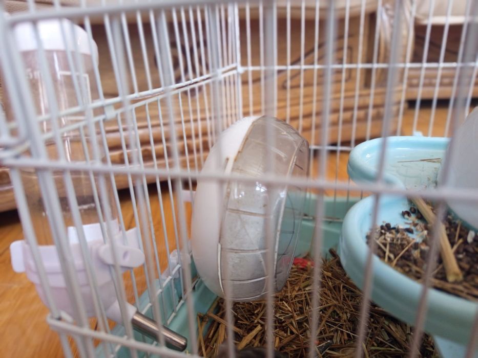 хомячок с клеткой