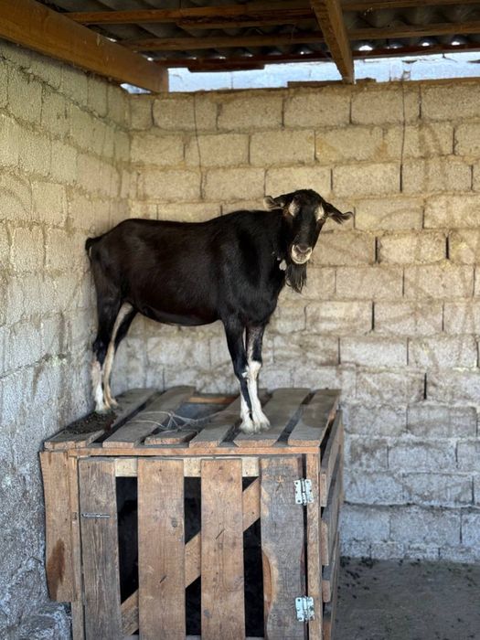 Zotdor echkilar 3 litrgacham sut beradi 3 tadan bolalidi