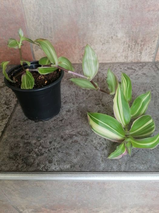 Цветя за продажба