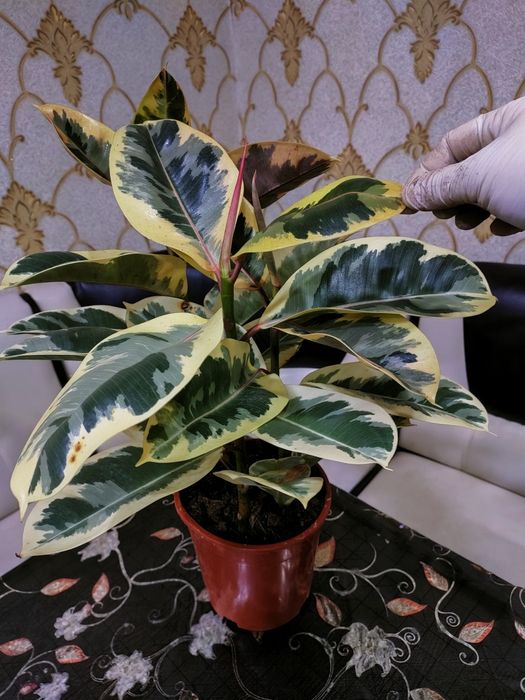 Комнатные растения. Доставка