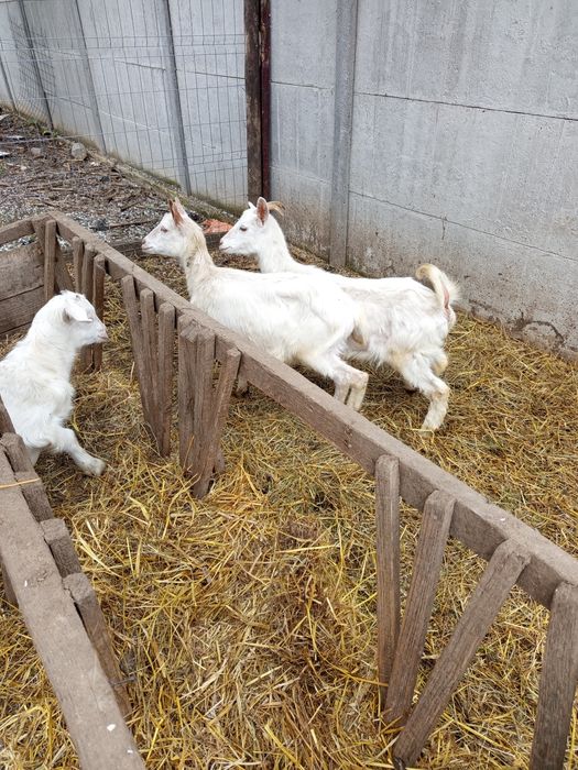 Vând iede de anul trecut și capre