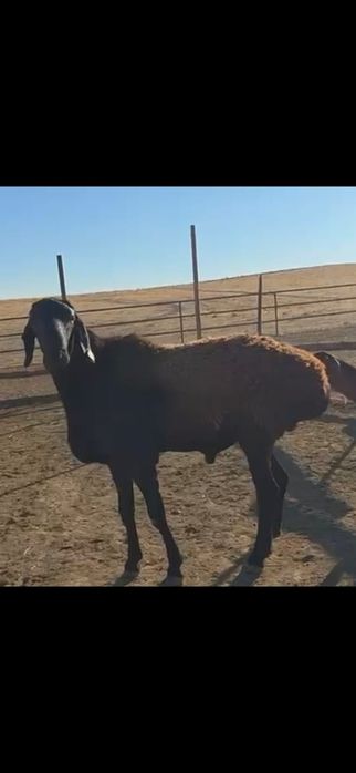 Қозылы қой сатылады