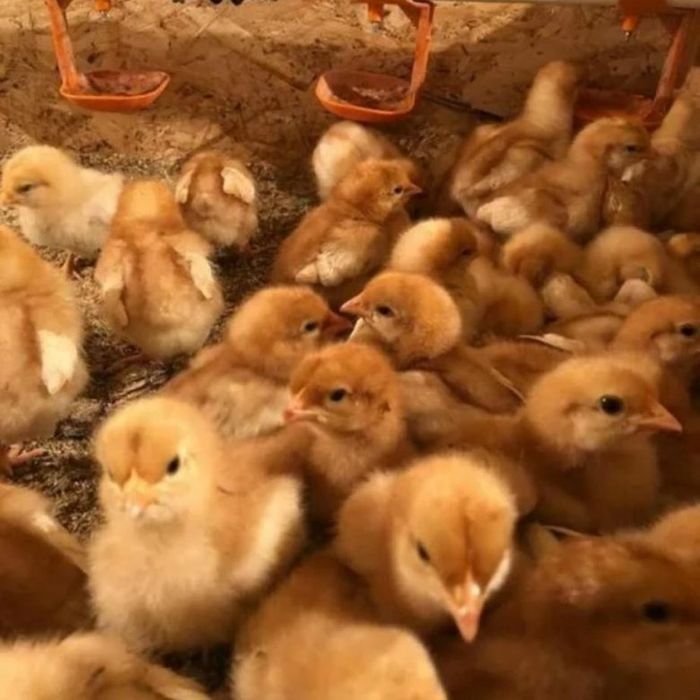 Цыплята  несушки суточные