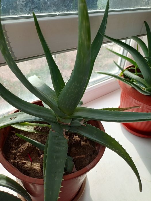 Продам цветы алое