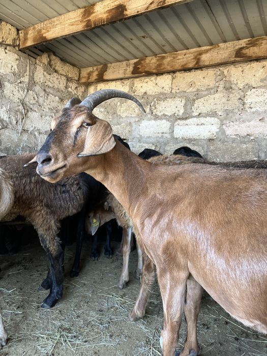 Альпийская ешкіи